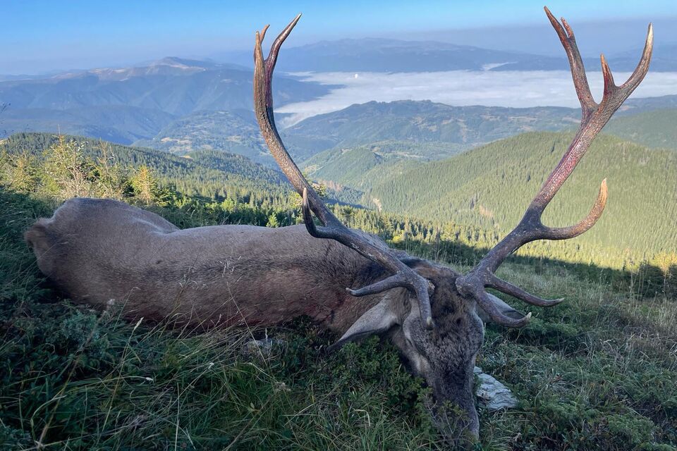 Lov karpatského jeleňa v Rumunsku počas ruje