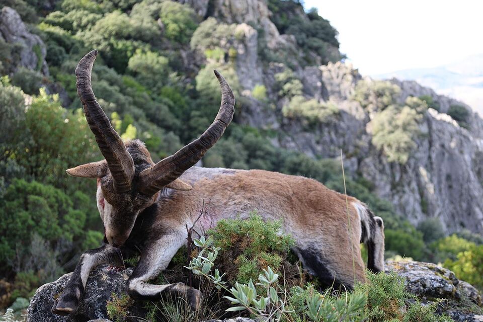 Ibex Grand Slam in Spain