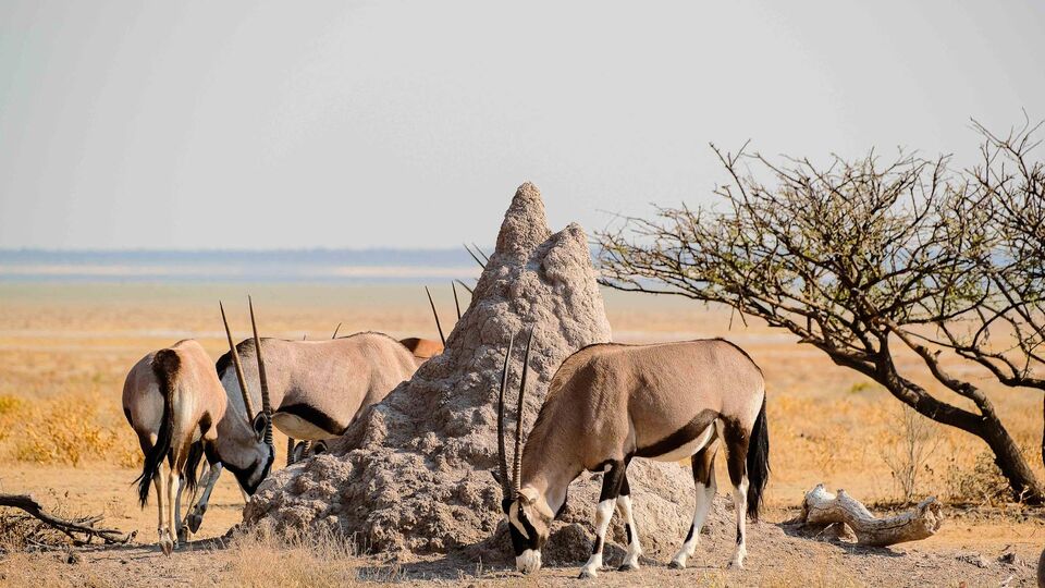 Africa in the Crosshairs: An Adventure That Began as a Dream and Ended with a Trophy