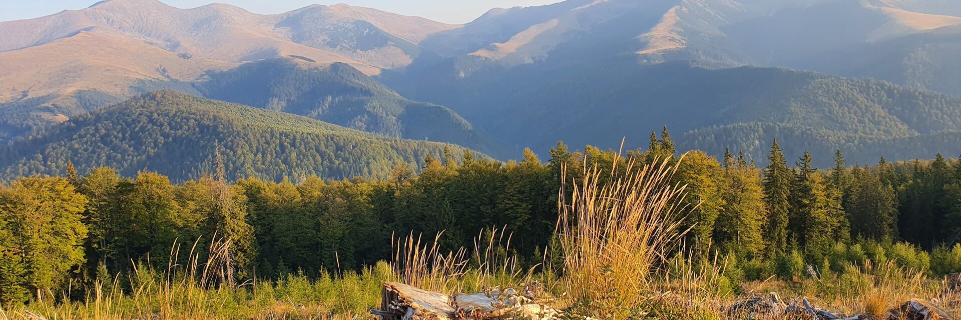 Carpathian Stag Hunt in Romania During the Rut