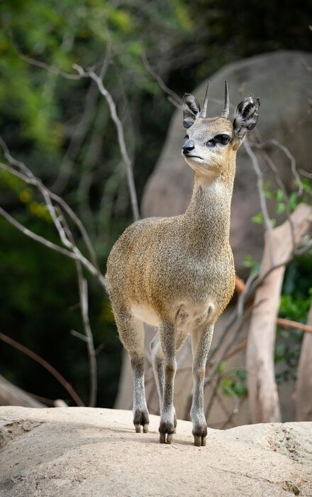 Klipspringer