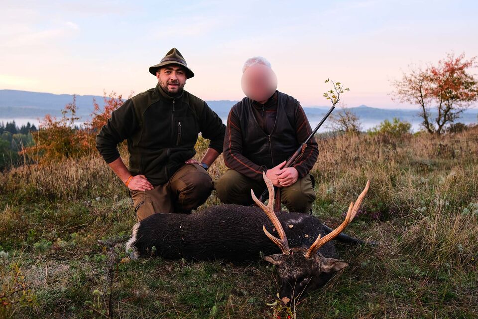 Sika Deer Hunting in the Czech Republic