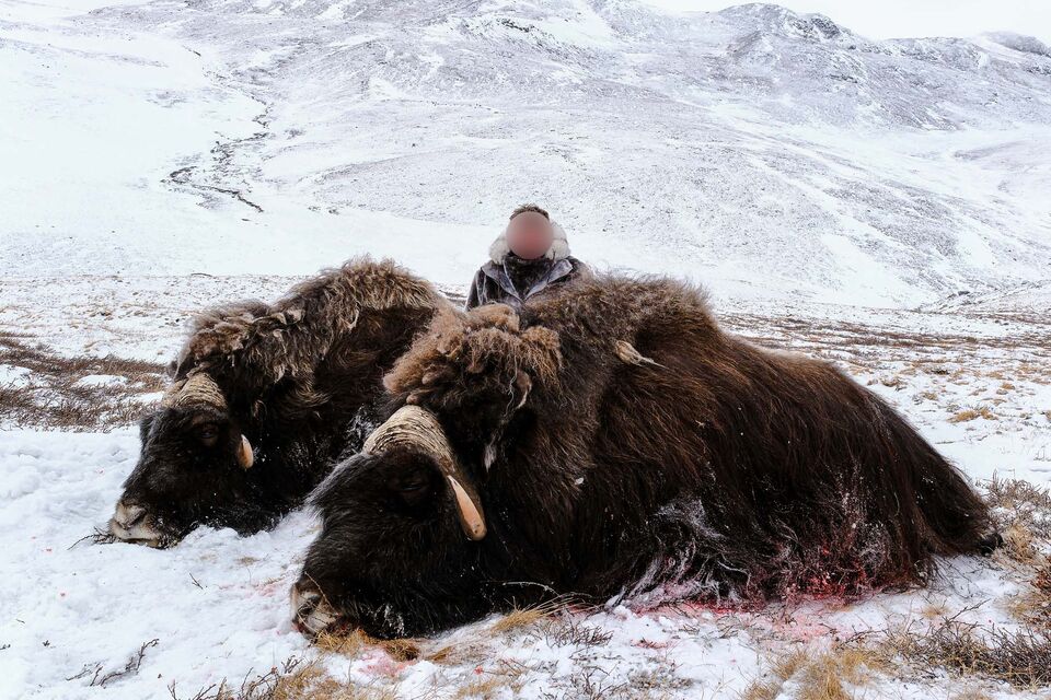 Hunting the Musk Ox in Greenland