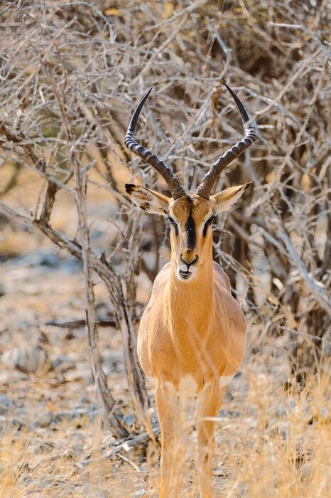 Impala