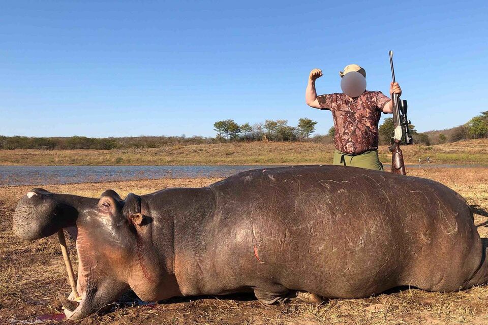 Hippo Hunt in Zimbabwe