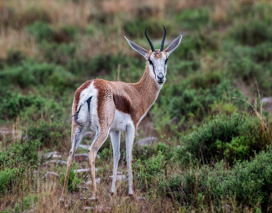 Antilopa skákavá Springbok