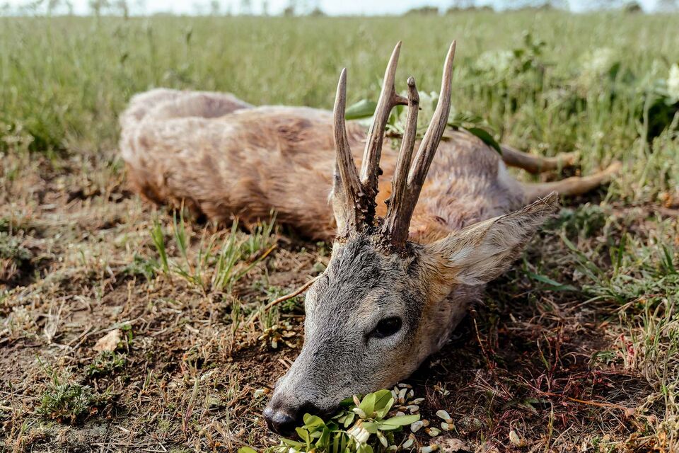 Roe Deer Hunting in Hungary