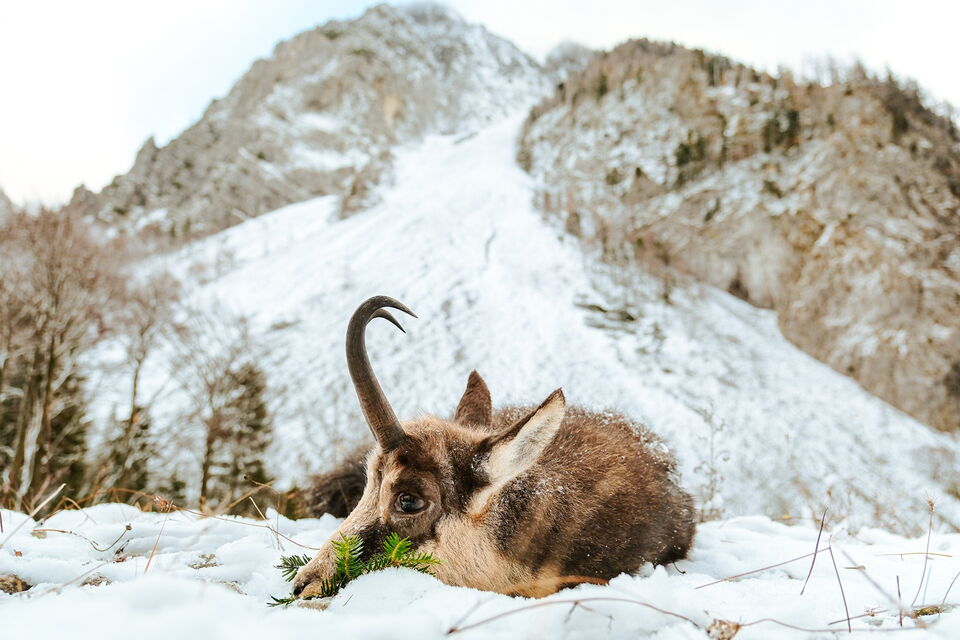 Hunting Alpine Chamois in Slovenia