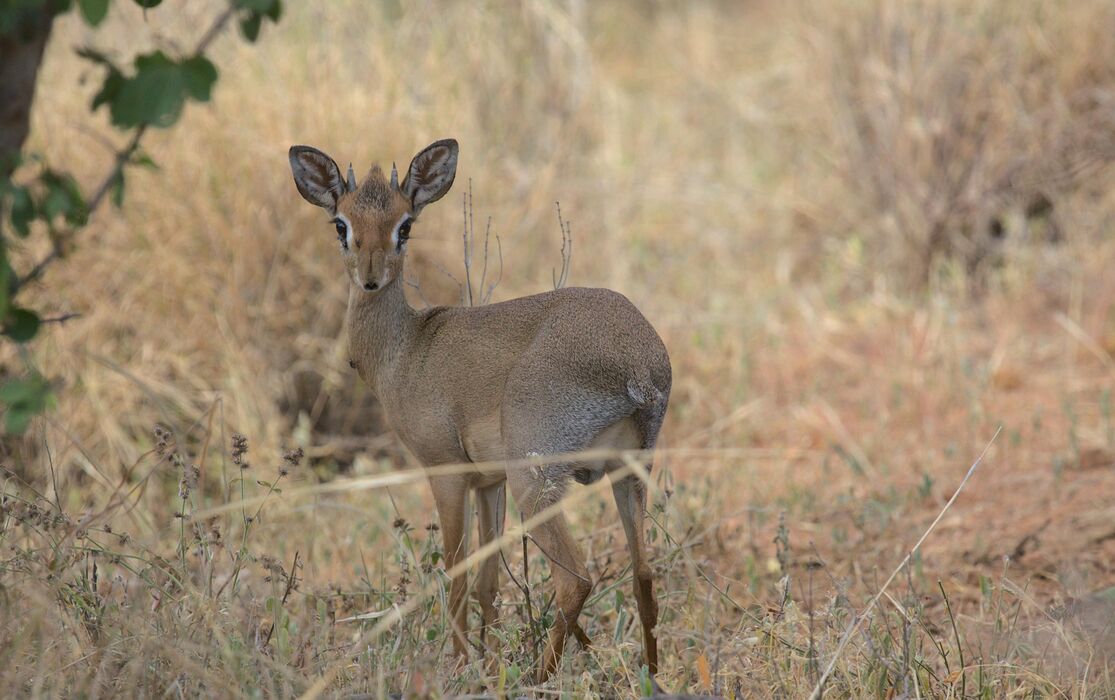 Damara DikDik