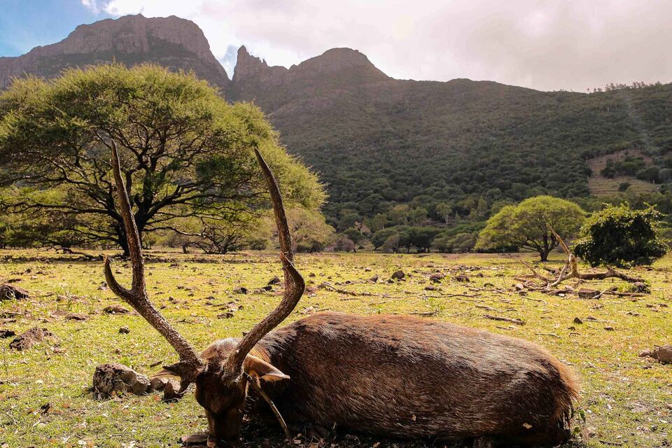 Hunting in Mauritius