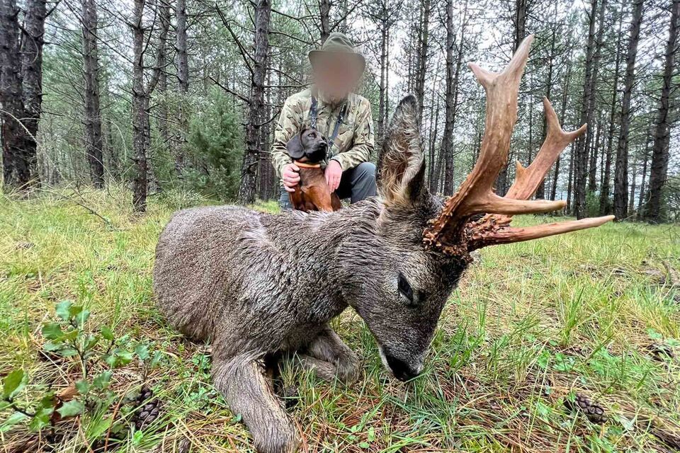 Roe Deer Hunting in Spain