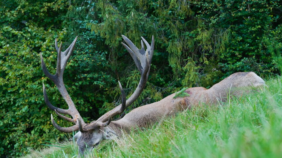 The King of Bánov: red stag hunting during the rut in Slovakia