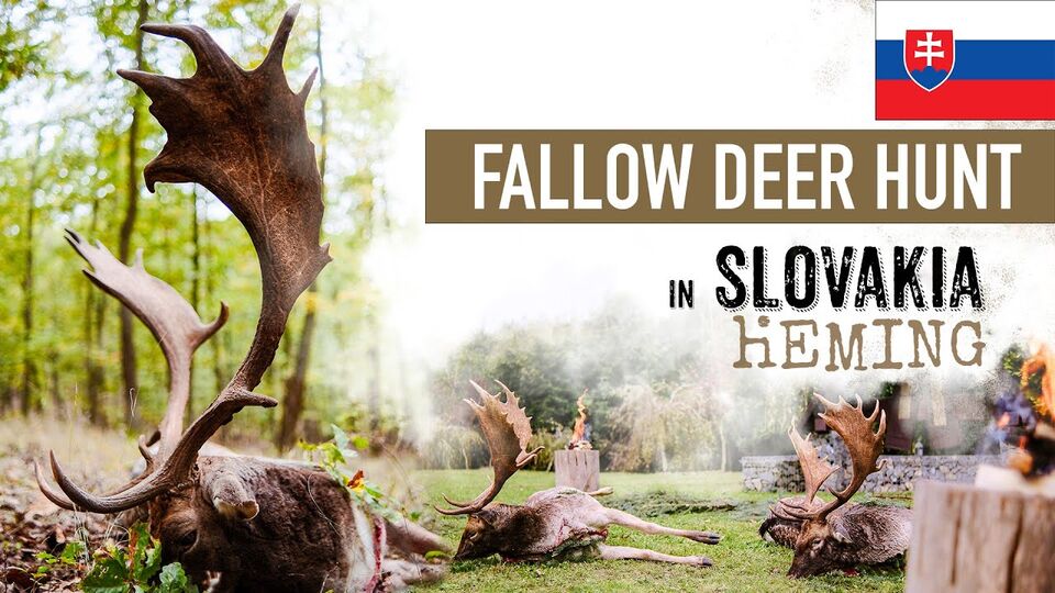Video: Fallow deer rut