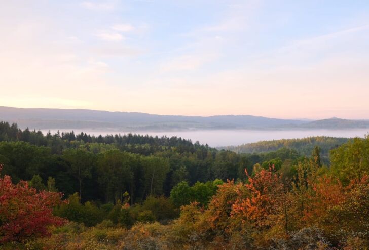 Hunt for the Sika Deer in the Doupov Mountains