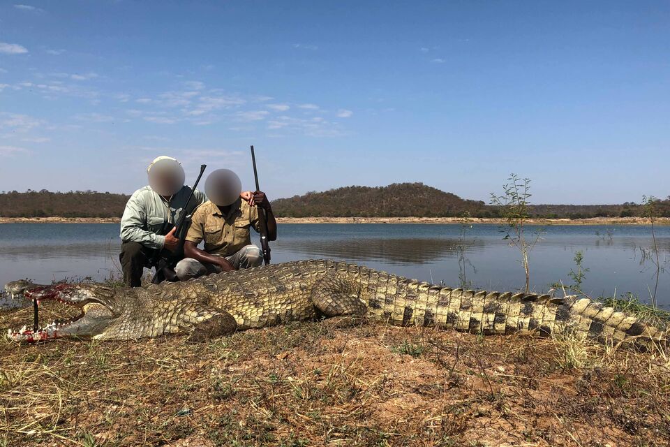 Crocodile Hunt in Zimbabwe