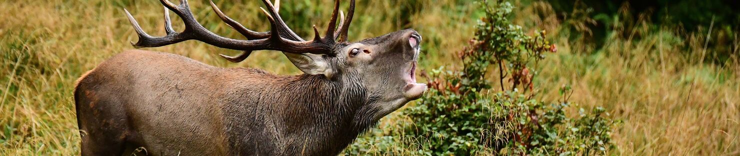 Lov karpatského jeleňa v Rumunsku počas ruje