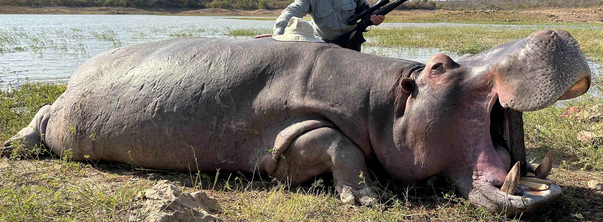 Hippo Hunt in Zimbabwe