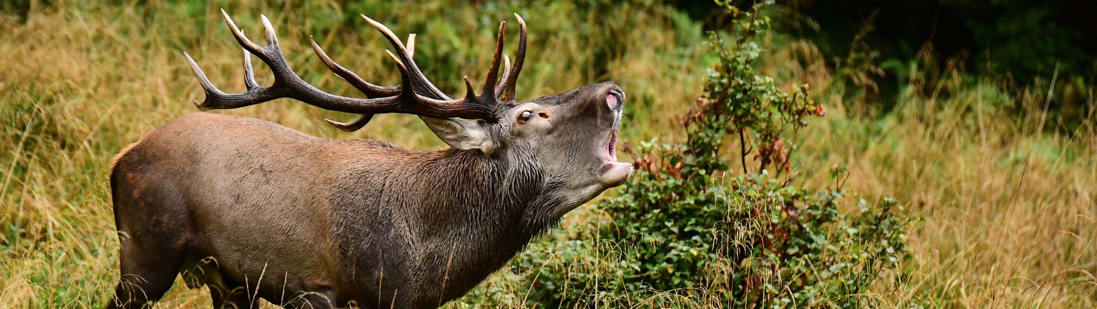 Lov karpatského jeleňa v Rumunsku počas ruje